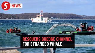 German Rescuers Dig Path In Baltic Sea To Free Stranded Humpback Whale