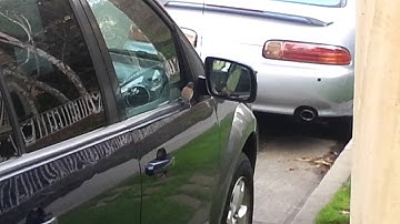 Bird fighting with own mirror image