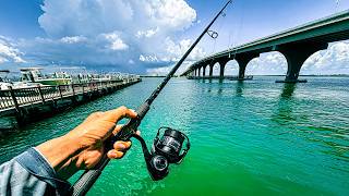The Easiest Way to Catch Stud Mangrove Snapper From Land