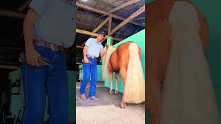 #asmr #farrier #hoofcare #satisfying #hooftrimming #hoofcleaning #hoofpicking #hoofgp #cowhoof