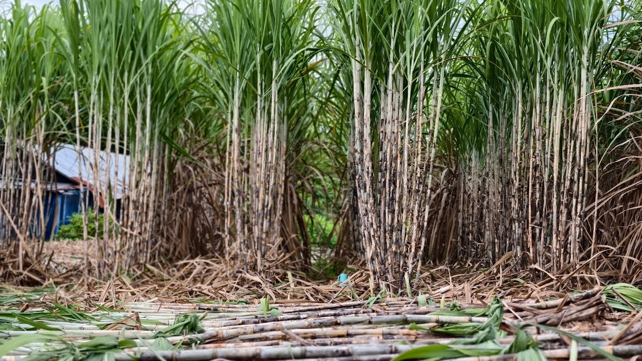 อ้อยพันธุ์ไข่หวาน csb11-613