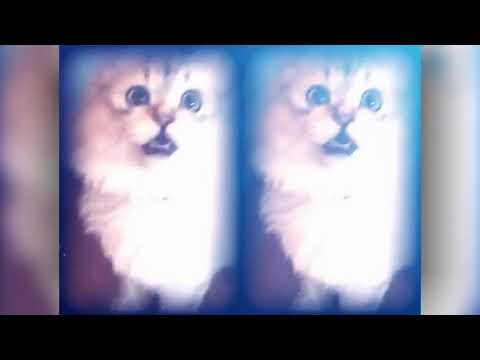 【音MAD】癒やし猫 CATし猫