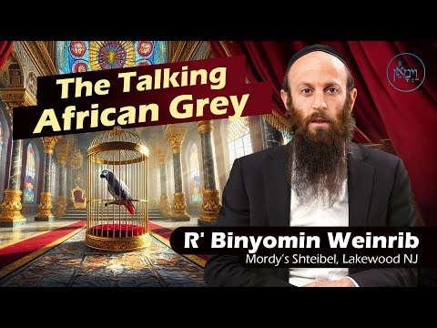 The Talking African Grey | Rabbi Binyomin Weinrib
