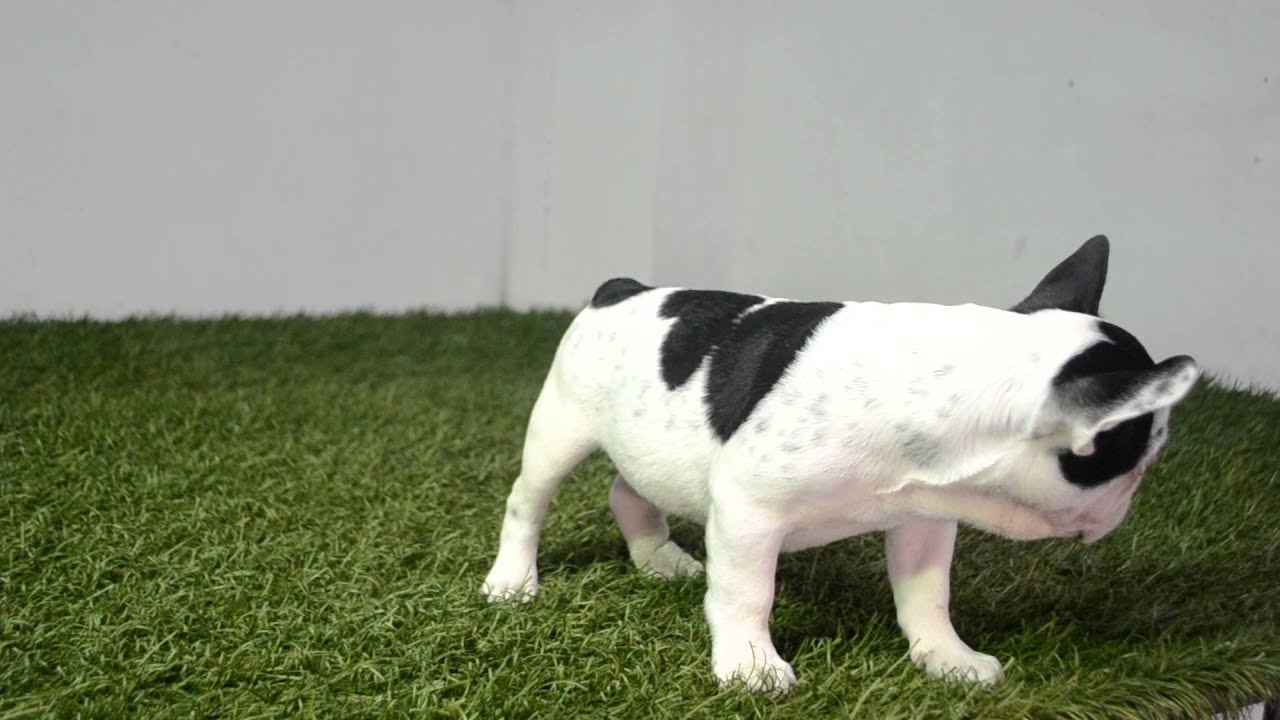 MARTIN - French Bulldog puppies for Sale - Venta de bulldog frances - www.bullcanes.net puppy paradise