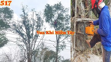 Hồi hộp và gây cấn khi Vua Khỉ và đệ tử cưa hạ thân cây ở chỗ chật hẹp ??? Cutting trees .