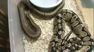 ball python update part 2