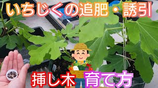 Fig cuttings / how to grow / fertilizing / training / home garden