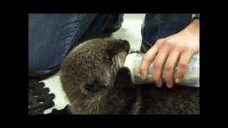 Baby Sea Otter