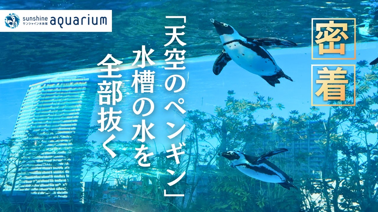 【密着】ペンギン水槽の水を全部抜く‼「天空のペンギン」水槽の落水清掃に密着！【サンシャイン水族館】