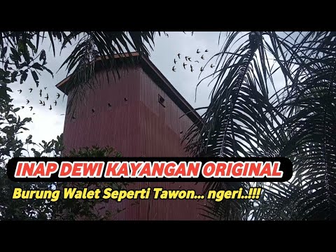 Inap Dewi Kayangan Original || Burung Walet sangat suka suara ini