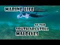 Marine life of the South Ari Atoll - Maldives