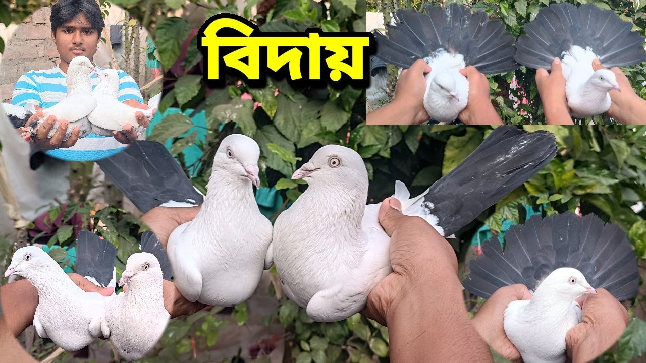 NAZRA KALDOM LONG SIZE PIGEON FOR SALE 