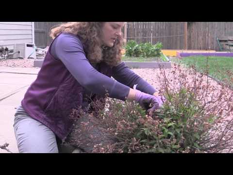 How to Prune an Anthony Waterer Spirea Shrub with Dieback