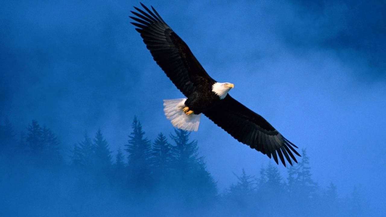 Помнишь нас учили быть птицами. Помнишь нас учили быть птицами. Помнишь нас учили быть птицами. Нас учили быть птицами текст ольга кормухина. Кормухина птица.