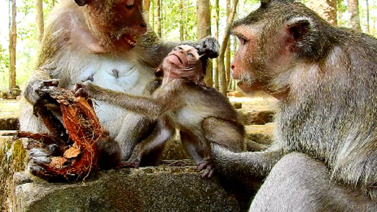 cruel Blacky angry Barbi baby until fight why, Barbi hungry milk much, Sadness baby 557