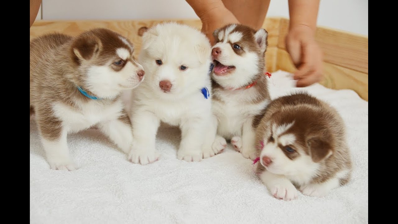 huskies and small dogs