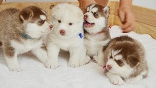 Little Cute Husky Puppies' Fighting