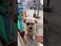 座ってたら犬がきた #野良犬 #雑種犬 #バイリンガル #犬 #ペルー