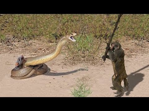 10-craziest-animal-fights-caught-on-camera