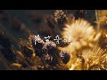 MIKAGE PROJECT / 花笠音頭(山形県民謡)