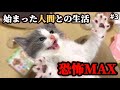人間は敵なのか!?初めての【手】に保護した5匹の子猫達が…
