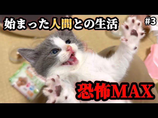 Are humans the enemy?! Five kittens rescued for the first time