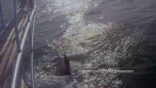 White shark breaching show off Cape Cod