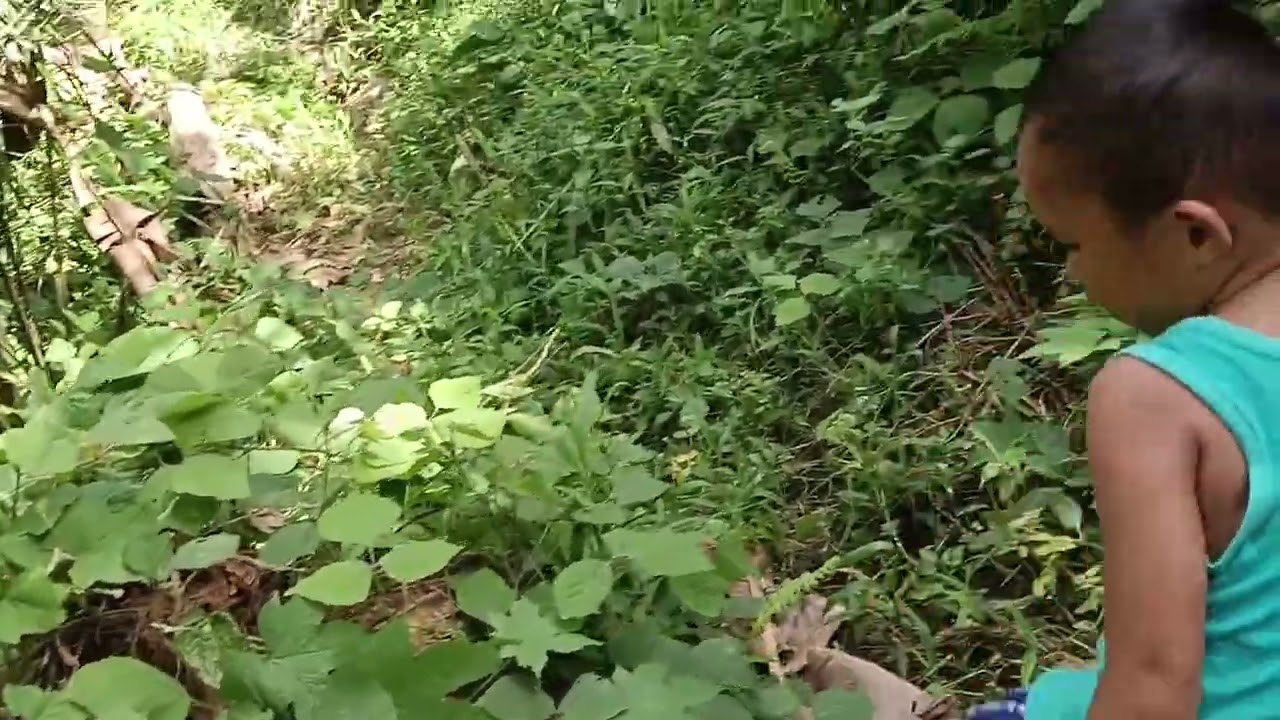 Update perkembangan durian premium || pertumbuhan sangat subur