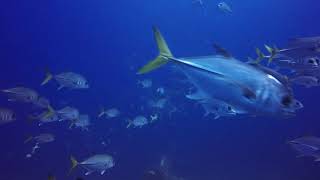 Charles Brown Wreck St. Eustatius