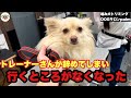 【初来店】いつもお世話になってたトレーナーさんが辞めてしまいお手入れができなくなったポメチワのもちくん