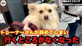 【初来店】いつもお世話になってたトレーナーさんが辞めてしまいお手入れができなくなったポメチワのもちくん