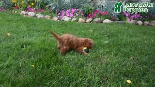 Adorable Cavapoo Puppy