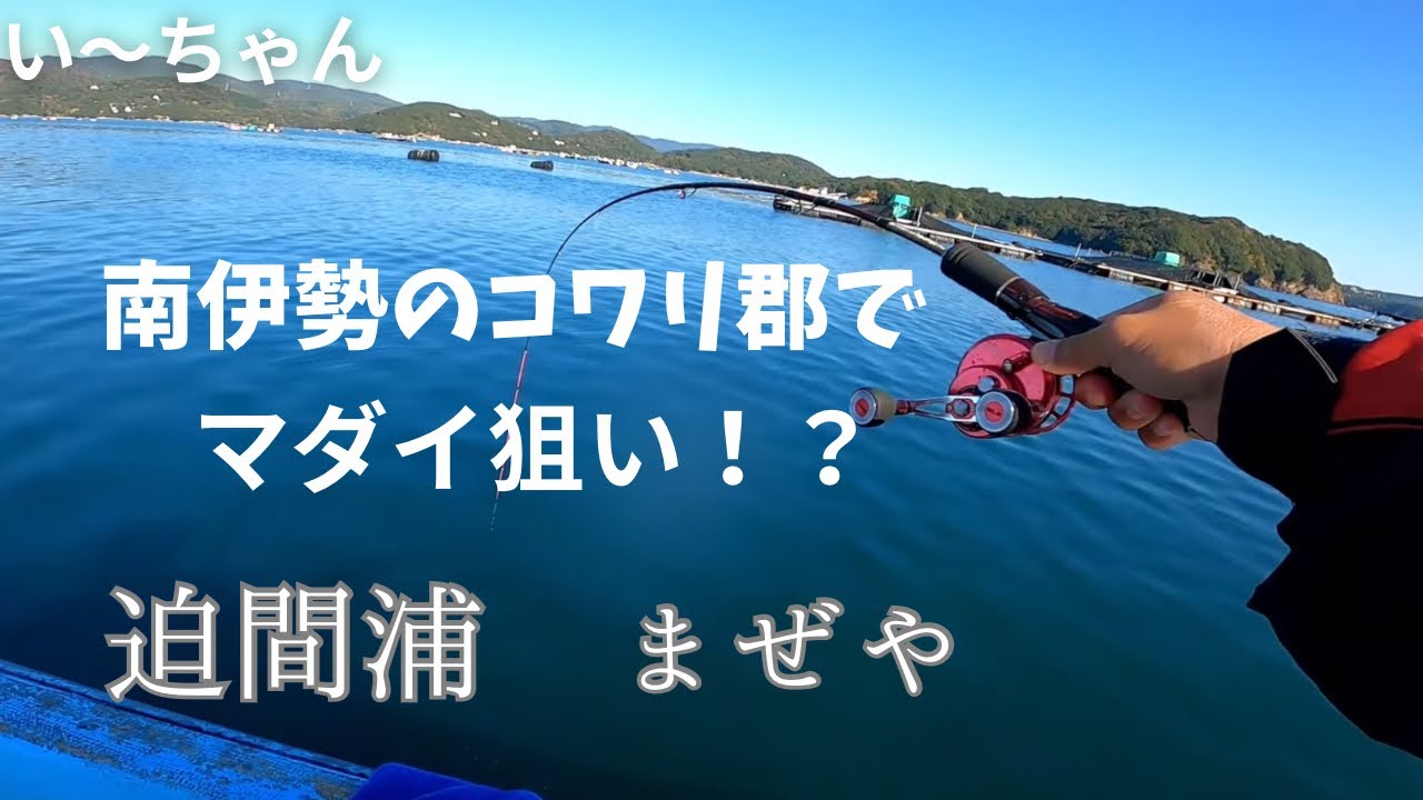 食い渋る初冬⁉︎ 迫間浦の養殖カセからマダイ狙い！三重県南伊勢町迫間浦　まぜや