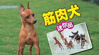 【台灣壹週刊】筋肉犬迷你品 