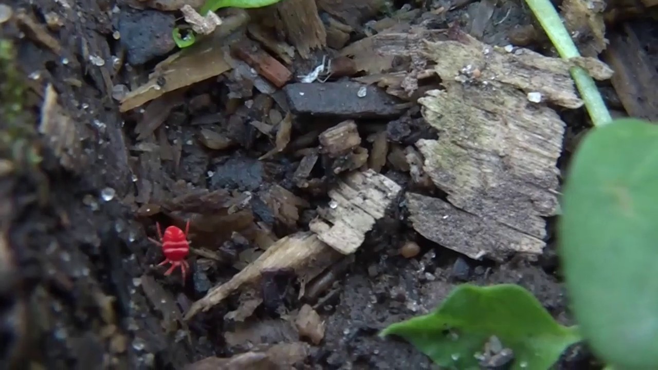Почвенный клещ Краснотелка - Trombidiidae