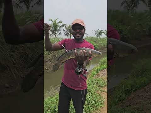 snakehead hunting in Kerala