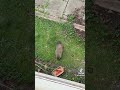 cute way to feed a groundhog