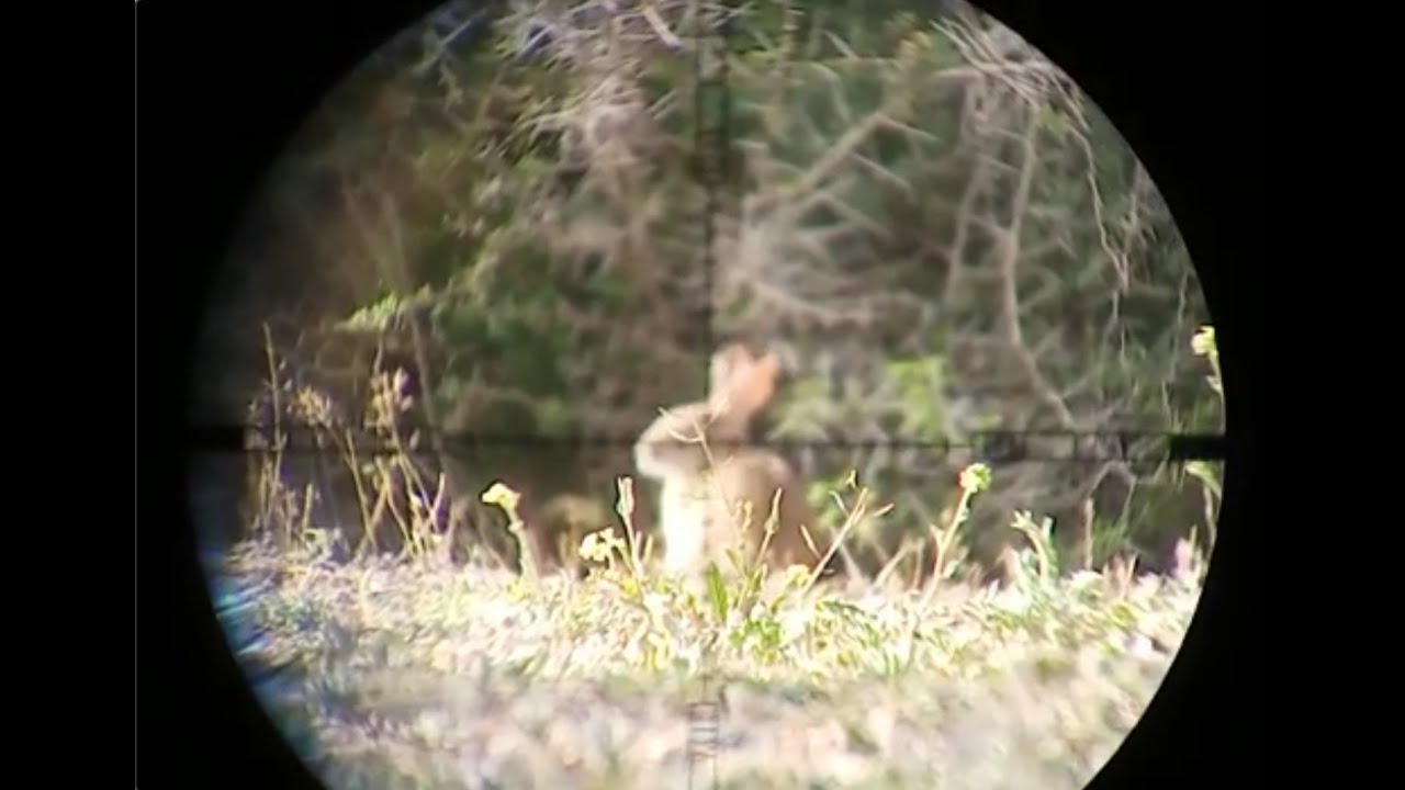 chasse aux lapins (part 2)