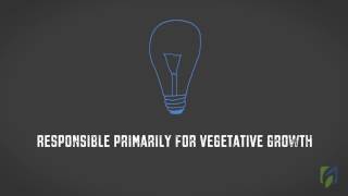 The effect of light on plant growth