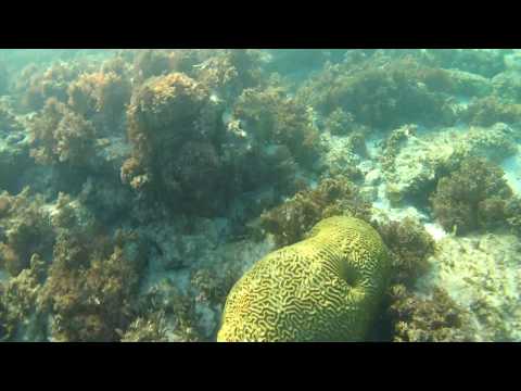 Видео: Разлика между морското дъно и сушата