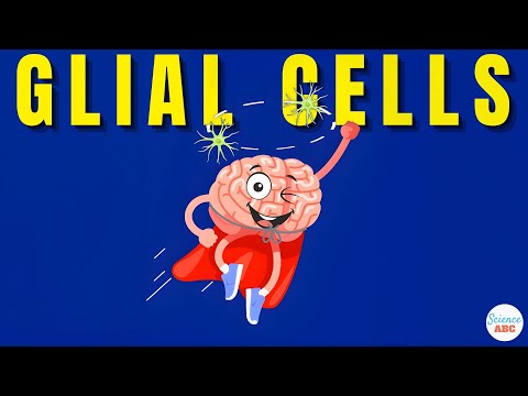 ⁣What Are Glial Cells: Definition, Types, Functions Of Glial Cells | Role In Psychology