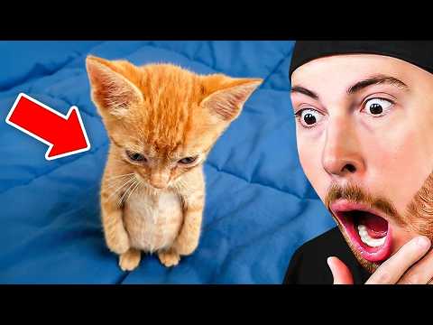 Things Orange Cats are Famous For...