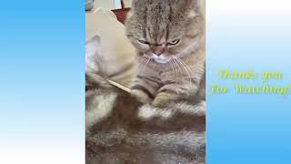 Cutest And Funniest Cat And Dog Compilation - Total Woofmeow