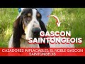 Gascon Saintongeois - Razas de Perros