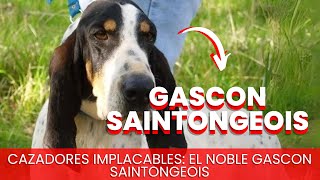 Gascon Saintongeois  Razas de Perros