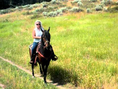 Judy and her Morgan gelding Kid
