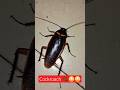 🪳🪳 Cockroach 🪳🪳 #shorts #ytshorts #cockroach #comedy #funny #insects #1million #trending #viral #fyp