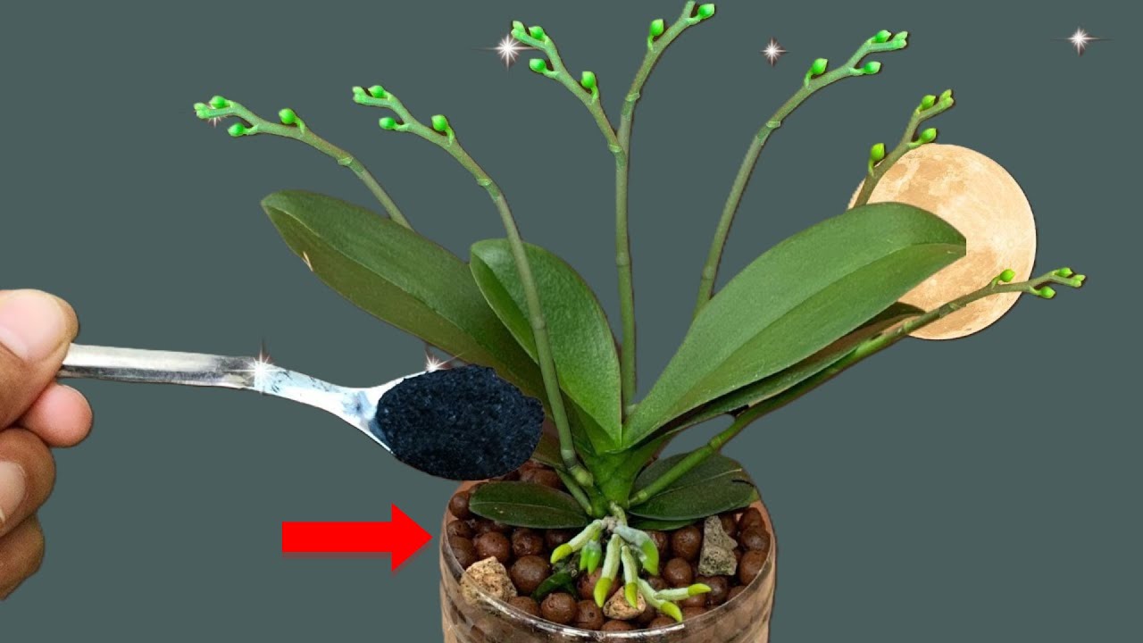 Всего одной ложки оказалось достаточно, чтобы цветы и корни разрослись сверх всяких ожиданий.