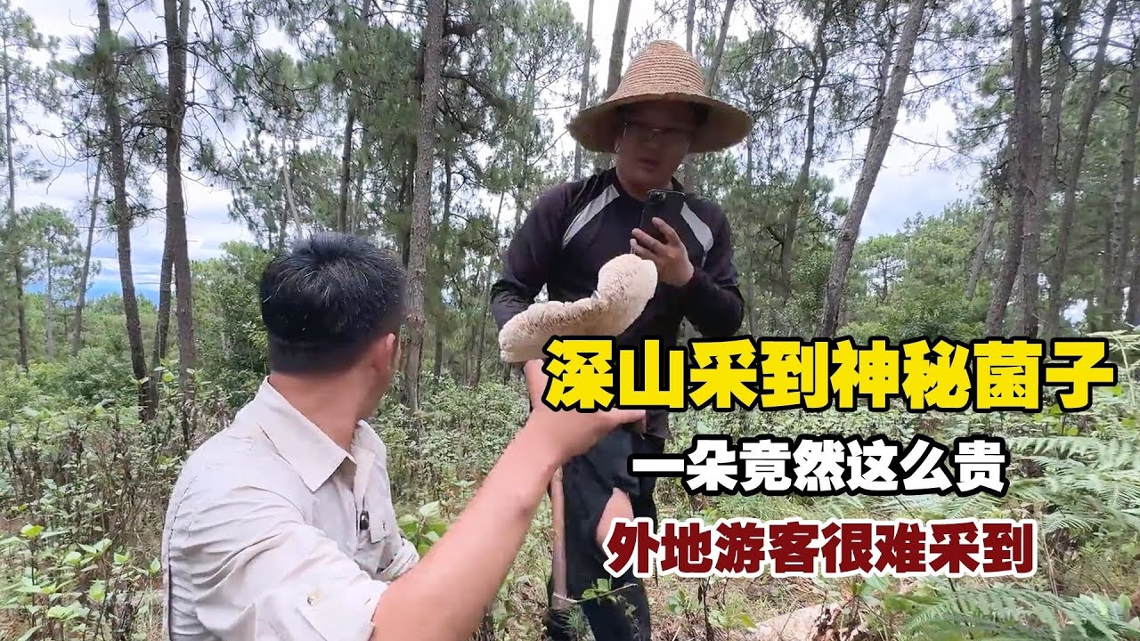 云南采菌季，外地游客采到一朵鸡枞，你们知道含金量多高吗？【小白的奇幻旅行】