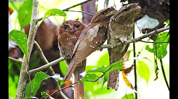 The Sri Lanka Frogmouth